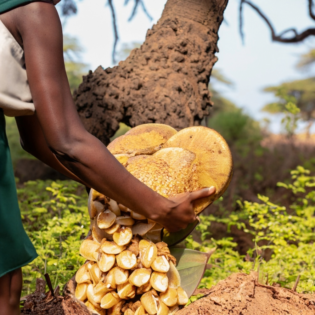 récolte du beurre de karité de comme grand mere soins traditionnels africains produits capillaires